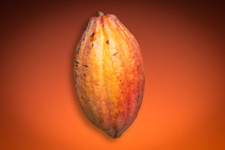 Red Cocoa fruit (Theobroma cacao) isolated on gradient background.の写真素材