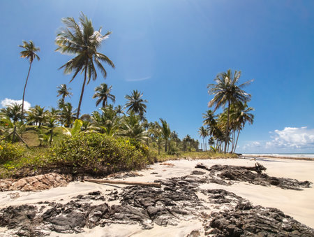 Cururupe tropical beach in Ilheus Bahia Brazilの写真素材