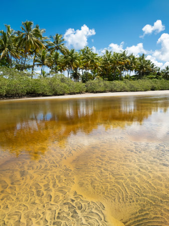 Landscape with mangrove vegetation and coconut trees and calm river water and blue skyの写真素材