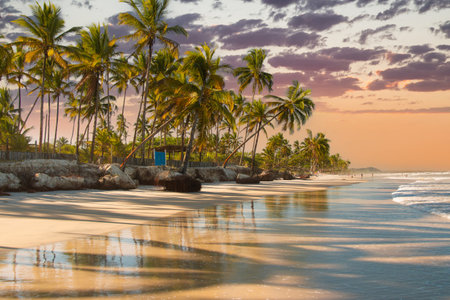 Tropical beach at sunset with palm trees calm waves and golden reflections on the sand.の写真素材