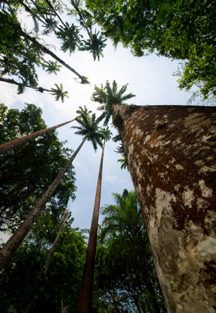 tall palms and tree trunks frame a bright sky.の写真素材