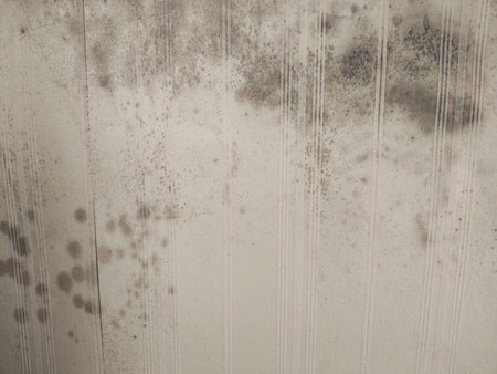 Mold on old wall wallpaper surface.の写真素材