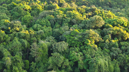 Lush tropical forest aerial view.