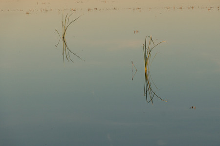 Close-up of a rush with its reflection on water in Albufera lagoon, in Natural Park of Albufera, Valencia, Spainの写真素材
