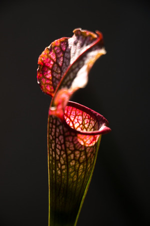Sarracenia leucophylla flower in a foreground with dark backgroundの写真素材