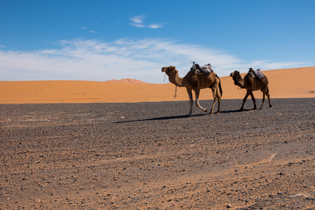 Two camels walk the Erg Chebbi desert towards Merzouga, Moroccoのeditorial素材