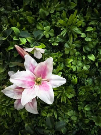 Vertical background of gardening of a lily on a green bush. Floral conceptの写真素材