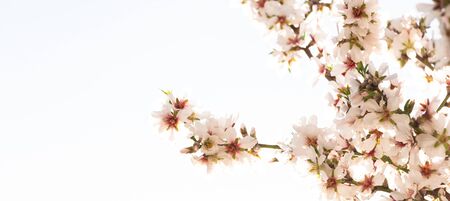 Spring banner background of almond tree branch with pink flowers. Selective focus. Blossom conceptの写真素材