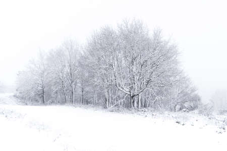 High key landscape of snowy forest on a foggy morning in winter and high contrast with the trees. Wintry conceptの写真素材