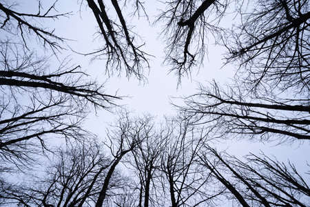 Nadir view of blue sky through oak tree branches. nature backgroundの写真素材