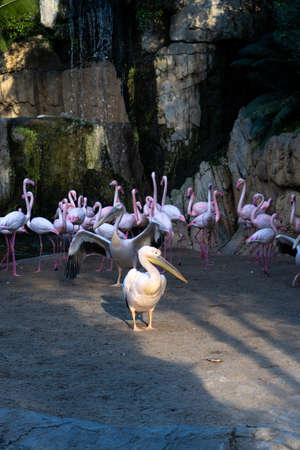 A common pelican with a group of flamingos behind it next to a pond. animal conceptの写真素材