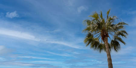 Panoramic background of a palm tree (Washingtonia robusta or mexican fan palm) with blue sky with copy space. summer conceptの写真素材