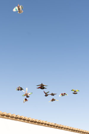 A group of pigeons with colorfully painted wings flying over a white wall during a competition in which they chase a female pigeon. Pigeon keeping hobby conceptの写真素材