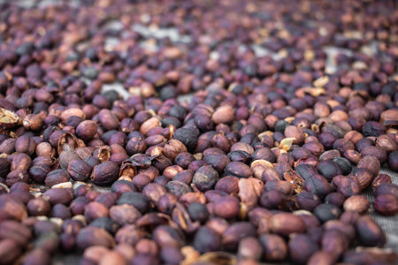 Coffee beans background with selective focus. Gastro conceptの写真素材