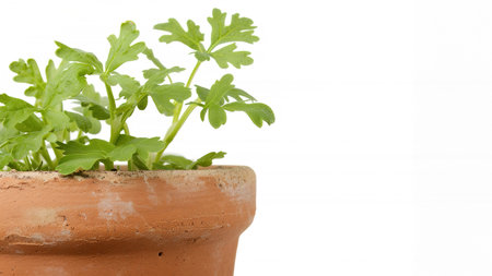 Coriander (Coriandrum sativum), also known as cilantro with green leaves in a clay pot on a white background. Aromatic plants, kitchen condiment. AI generatedの素材