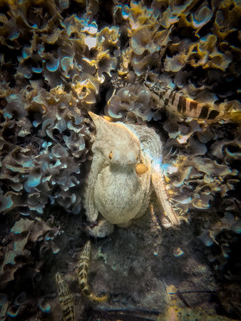 Closeup of an octopus in the center of the image resting on the sea floor surrounded by algae and...