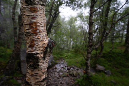 Dramatic forest scene near Preikestolen with birch trunk in foreground and misty path. Nature...