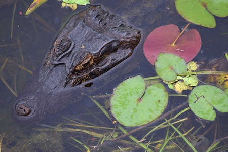 Alligator water inside Pantanal of Mato Grosso do Sul Brazilの写真素材