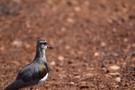 The lapwing bird Pantanal of Mato Grosso do Sul Brazilの写真素材