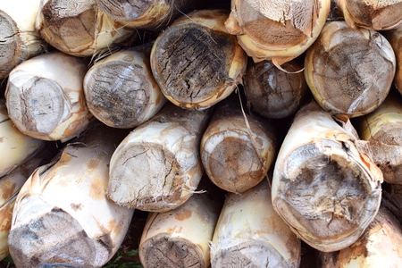 Heart of palm in a Brazil cityの写真素材