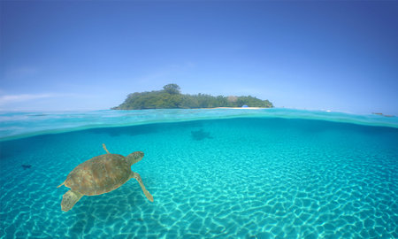 a beautiful green turtle swimming in the crystal clear waters of the Caribbean Sea