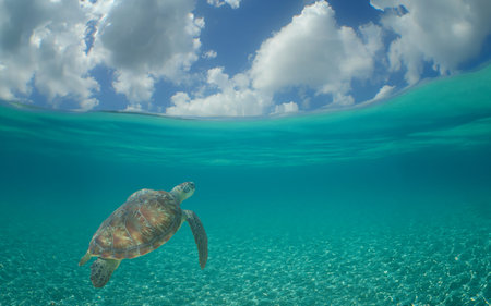 a sea turtle swimming in the reef