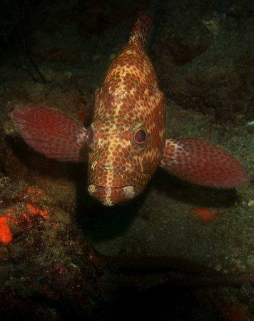 a tropical fish on a reef in the caribbean sea