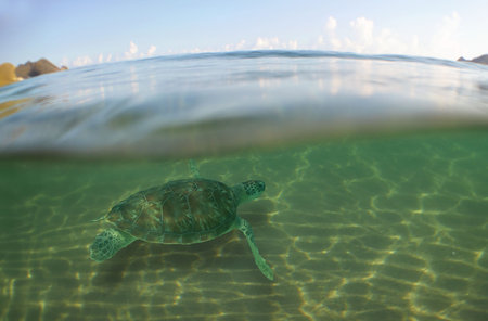 a sea turtle swimming in the reef