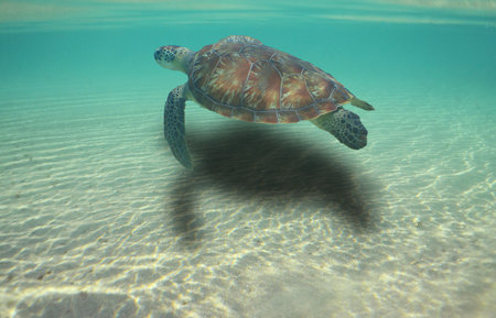 a sea turtle swimming in the reef