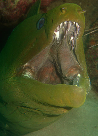 moray fish on a coral reef