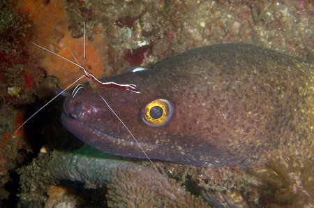 moray fish on a coral reef
