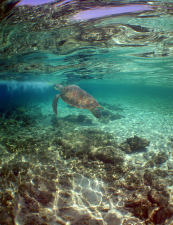 a sea turtle on a reef on a caribbean island