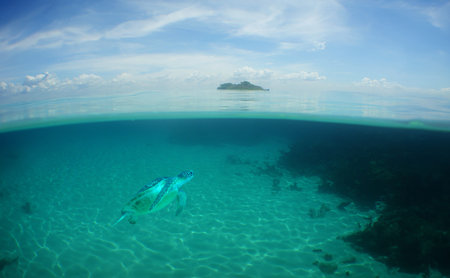 a sea turtle in the caribbean sea