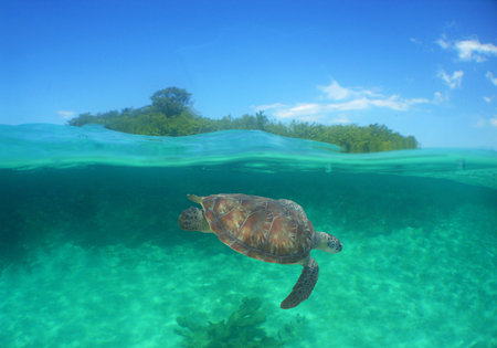 a sea turtle on a reef in the caribbean seaの写真素材