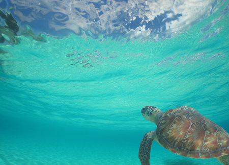 a sea turtle on a reef in the caribbean seaの写真素材