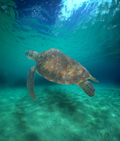 a sea turtle in the caribbean sea