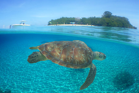 a sea turtle on a beach in the caribbean seaの写真素材