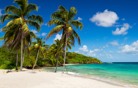 a palm trees on a beach in the caribbean seaの写真素材
