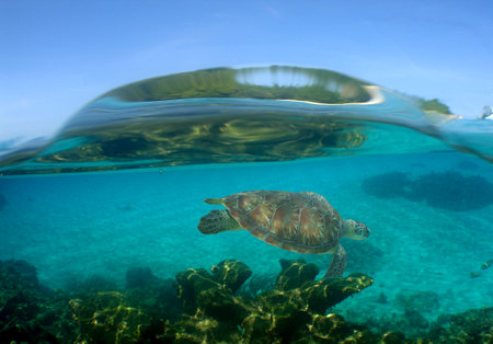 a sea turtle in the crystal clear water of an island in the caribbean seaの写真素材