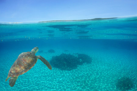 a sea turtle on a reef in the caribbean sea