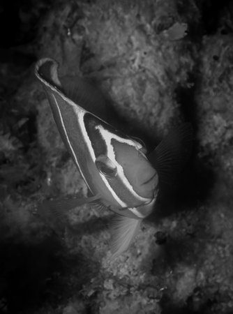 angel fish in the caribbean seaの写真素材