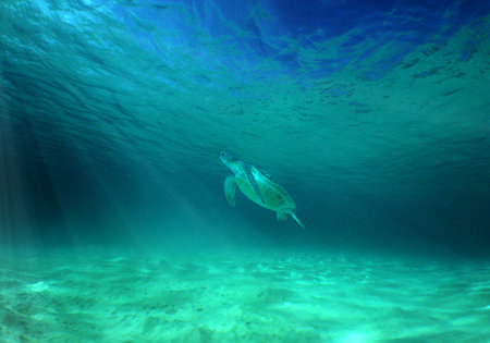 a sea turtle in the caribbean sea