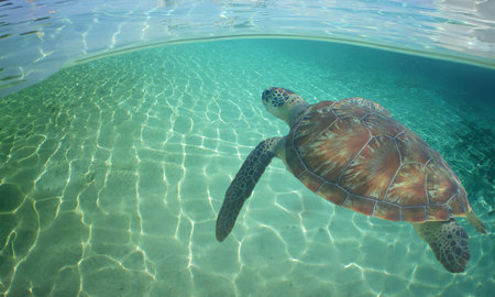 a sea turtle swimming in the reef