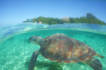 a sea turtle on a reef in the caribbean sea