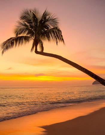 a palm and a sunset in the oceanの写真素材