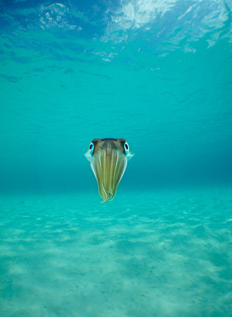 a squid in the crystal clear waters of the Caribbean seaの写真素材