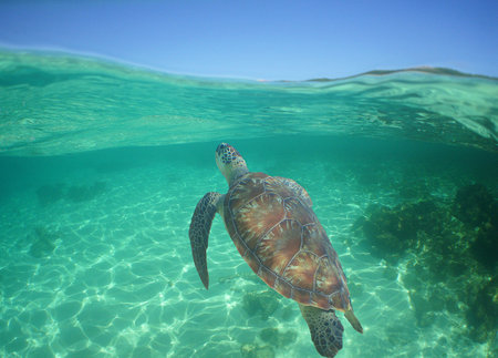 a sea turtle near the surface on the coast of Venezuela