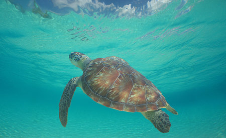 a green turtle swimming in the crystal clear waters of the island of Curacaoの写真素材