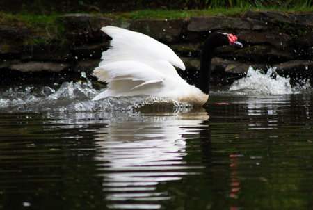 some black-necked swans in a lagoonの写真素材