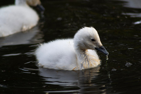 some black-necked swans in a lagoonの写真素材